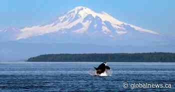 ‘Surprising’ study finds more fish may not be key to orca survival