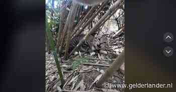 Wilde achtervolgingen, krijsende katten: Max20499 zorgt voor fascinerende beelden