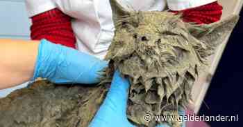 Kat Pelle raakt bedolven onder cement, maar wordt nét op tijd gevonden