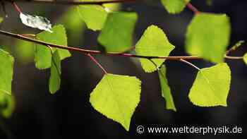 Wie Bäume Hitzewellen überstehen