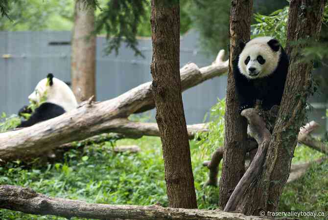 The pandas are coming! The pandas are coming!