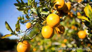 Citrus season forecast ‘extremely discouraging' after Hurricane Milton