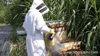 Hispanic couple creates new pathways in beekeeping