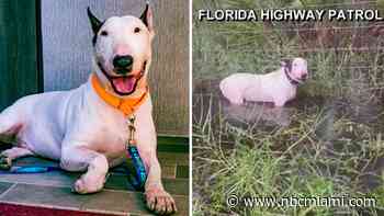 He's a ‘Trooper': Dog left tied to fence on I-75 during Milton evacuations now in foster care