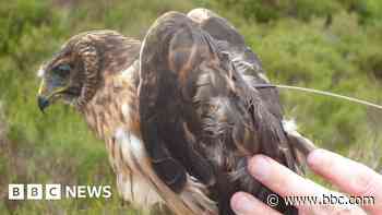 Disappearance of rare bird suspicious - RSPB