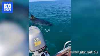 WA's north treated to 'weirdly fantastic' sighting of 4-metre great white shark