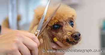 Another garage in borough earmarked as dog grooming salon