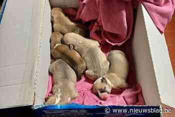 Achtergelaten pups herenigd met mama na succesvolle zoektocht door politie