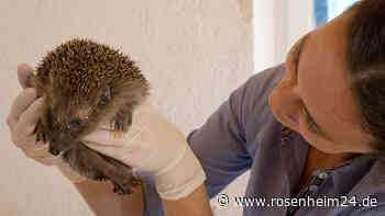 Stationen am Limit: Nasskaltes Wetter erschwert Igeln die Vorbereitung für Winterschlaf