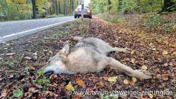 Auto erfasst Wolf bei Osnabrück – Tier stirbt