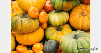 Scepsis over door EU gesubsidieerde pompoenteelt in Litouwen