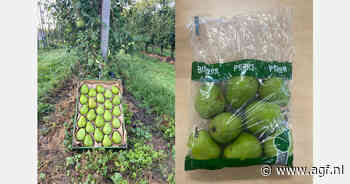 "Spanje eerder aan de markt voor Conference peren, dwingende vraag uit Italië dit jaar niet aan de orde"