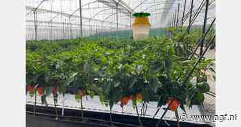 Kaspaprika's uit Colombia halen volatiliteit uit de markt