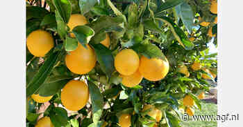 Forse daling citrusoogst Florida verwacht