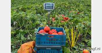 Belgische pompoenteler wint EK pompoenwegen