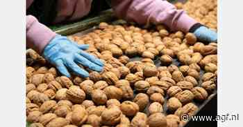 Na drie magere jaren beter seizoen verwacht voor Grenoble walnoten