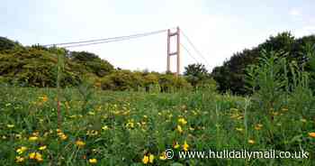 Thousands of wildflowers to be planted in Humber Bridge Country Park