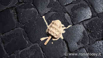 Roma ChilometroZero, la mostra al Museo di Roma in Trastevere