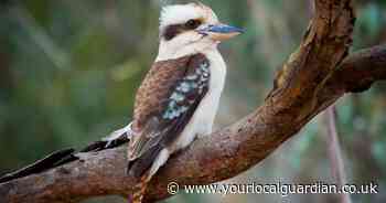 'Super rare' animal that 'shouldn't be here' spotted in the UK