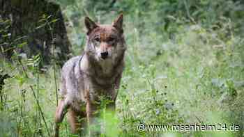 Bayerns Wolfsverordnung wieder in Kraft - Bund klagt erneut