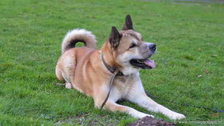 Niemand wil Sushi adopteren, tranentrekkende video van asiel gaat viral