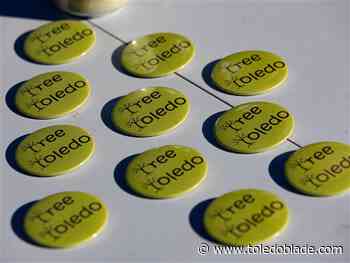 Toledo City Council to discuss hiring consultant for Re-Tree grant