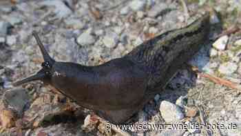 Kurioses aus Wildberg: Schnecken legen Straßenlampen lahm
