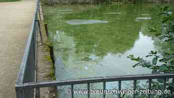 Gibt es ein Problem mit dem Wasser in Wolfenbüttels Stadtgraben?