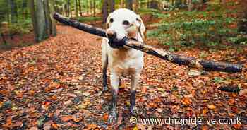 Dog owners warned to watch out for mushroom poisoning symptoms this autumn