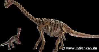 Naturkundemuseum Bamberg startet Spendenaufruf für Europasaurus-Skelett