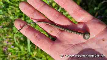 Bringt Bronzenadel-Fund neue Details zur frühen Siedlungsgeschichte um Wasserburg?