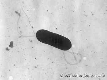 Listeria outbreak linked to plant-based milk seemingly over: PHAC