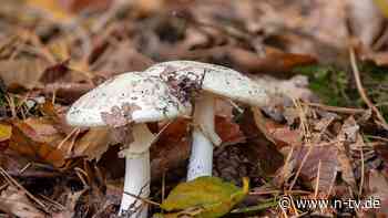 Notfalltransplantation nötig: Kinder nach Pilzverzehr mit Leberversagen in NRW-Klinik