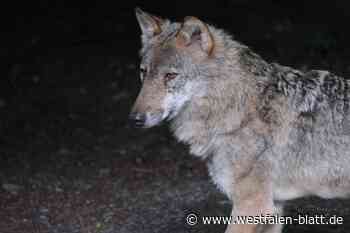 Neuer Wolf schlägt zu: Raubtier reißt Schafe in Stemwede