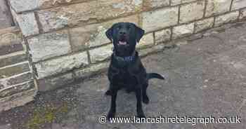 Meet the police dog who helped with arrest of man on suspicion of drug offences