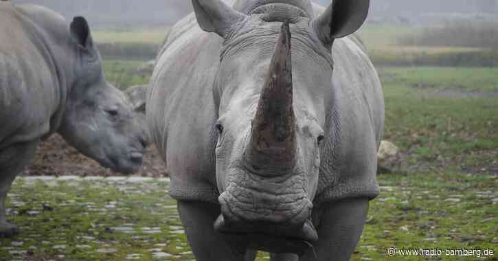 Nashorn Kibibi nach Nierenversagen eingeschläfert