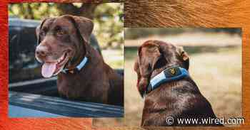 This Talking Pet Collar Is Like a Chatbot for Your Dog
