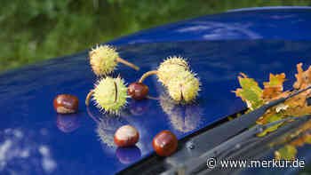 Herbstliche Herausforderungen: Wer trägt die Kosten für Kastanienschäden am Fahrzeug?
