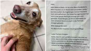„Wir hoffen, sie überwindet diesen schrecklichen Abend“: Polizei bringt trauernde Hündin ins Tierheim