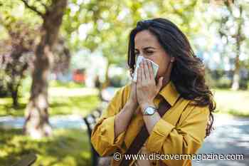 Allergies are Common Today, but Did They Also Impact Our Ancient Ancestors?