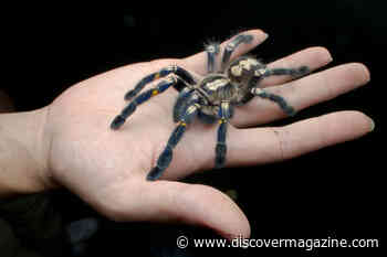 11 Unusual Facts About the Creepy Spider — Some Have No Eyes at All