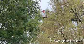 Groot nest Aziatische hoornaars weggehaald bij tehuis voor ouderen: 'Bij een invasie ben je weerloos'