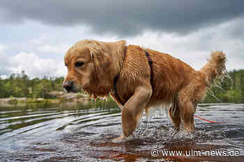 Voraussetzungen für eine gute Vereinbarkeit von Job und Hund