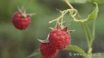 Himbeeren am Balkon pflanzen – der Herbst ist die ideale Jahreszeit