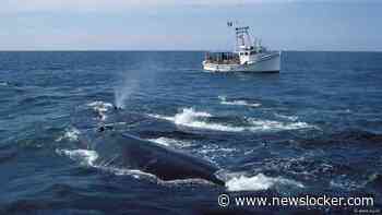 Bedreigde walvissensoort noordkaper zwemt vaker buiten beschermd gebied
