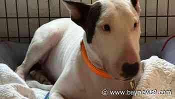 Owner of dog tied to pole before Hurricane Milton located; dog now at shelter