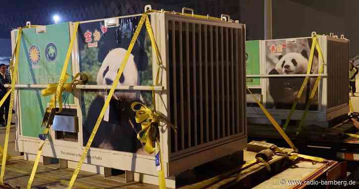 «Panda-Diplomatie»: Washington begrüßt chinesische Bären