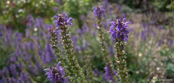 Homeschoolers invited to ABQ BioPark Botanic Garden for Garden Homeschool Day