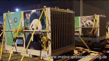 „Panda-Diplomatie“: Washington begrüßt chinesische Bären