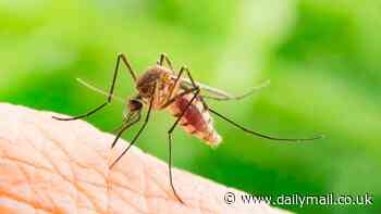 Can you catch malaria... at the airport? Warning of 'suitcase' infections driving spread of killer disease across the globe